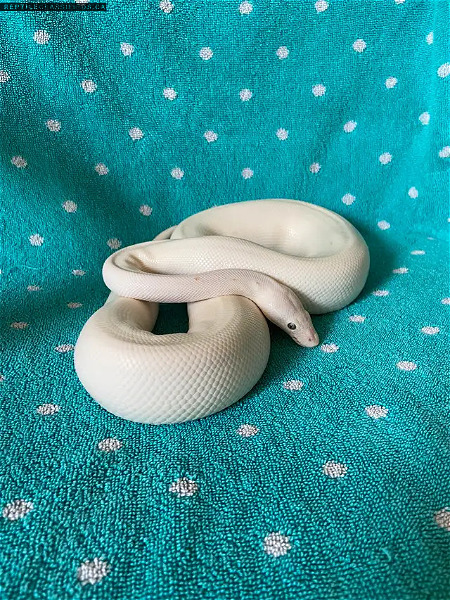 BEL Ball Python  - Reptile Classifieds Canada