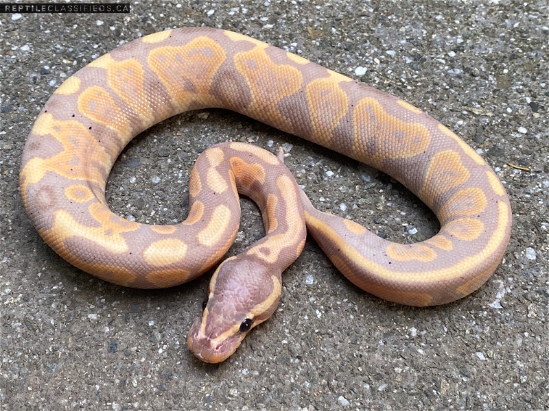 2021 Male Coral Glow 66% Pied - Reptile Classifieds Canada