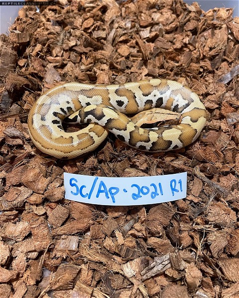 2021 50% banka red bloods - Reptile Classifieds Canada