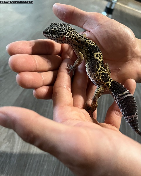 High Quality Leopard geckos purchased from geckopia and Toronto Gecko Co - Reptile Classifieds Canada