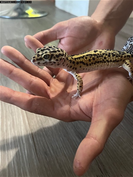 High Quality Leopard geckos purchased from geckopia and Toronto Gecko Co