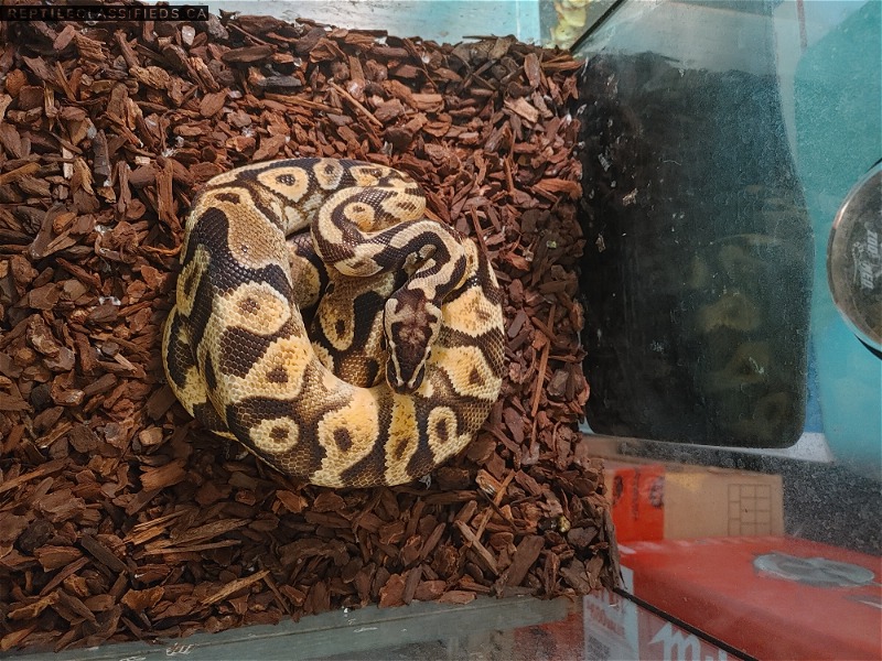 Friendly Ball Python - Reptile Classifieds Canada