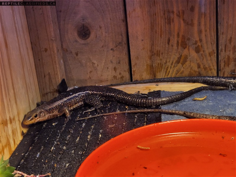 Madagascar plated lizards - Reptile Classifieds Canada