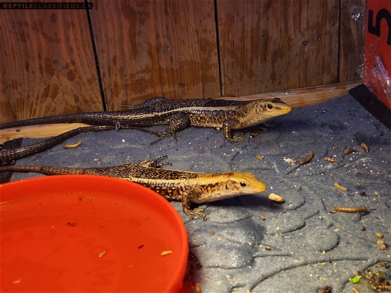 Madagascar plated lizards