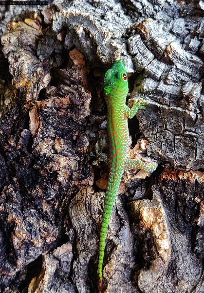 CBB Kochi Day Geckos