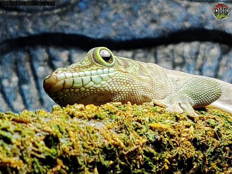 CBB Standings Day Geckos - Reptile Classifieds Canada