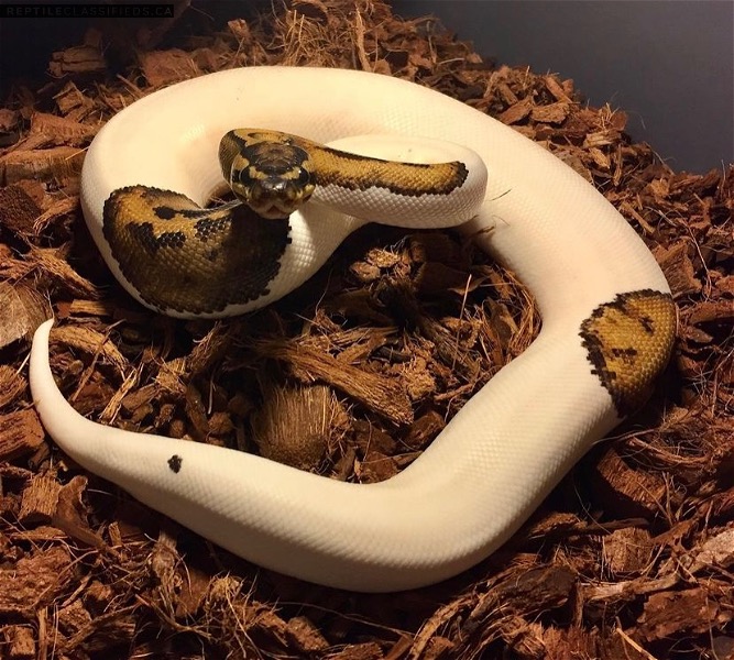 Female pied ball python for sale