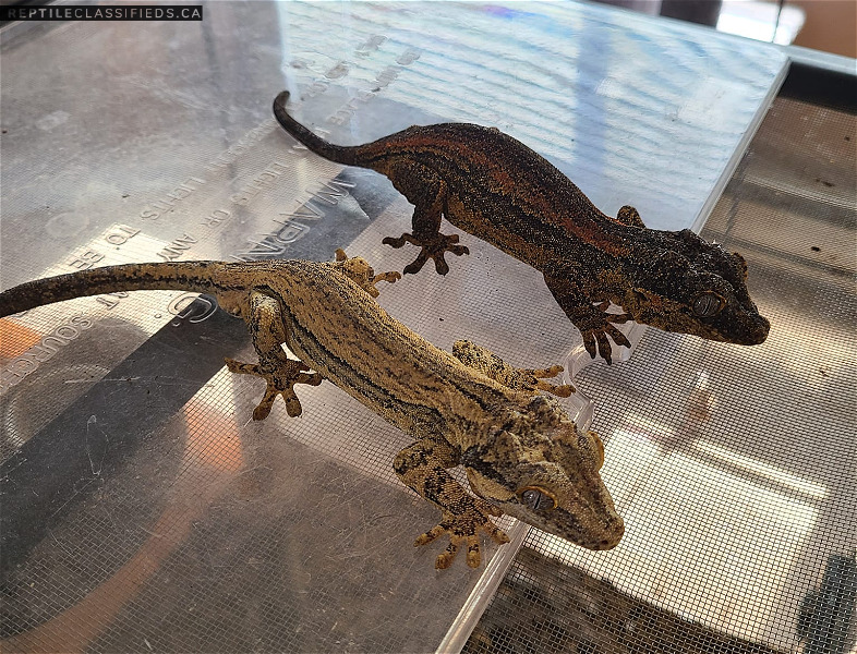 Proven Breeding Pair of Gargoyle Geckos with Enclosure