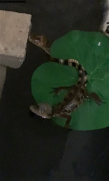 Baby caiman good to work with all ready very chill - Reptile Classifieds Canada
