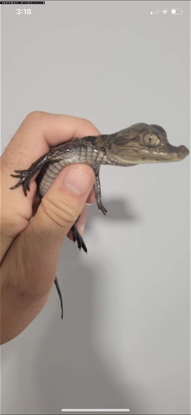 Baby caiman good to work with all ready very chill