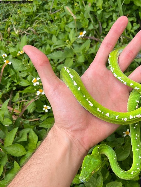 Green Tree Python Baby/Juvenile