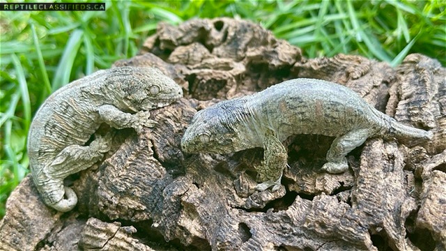 Baby Leachianus Geckos Now Available!