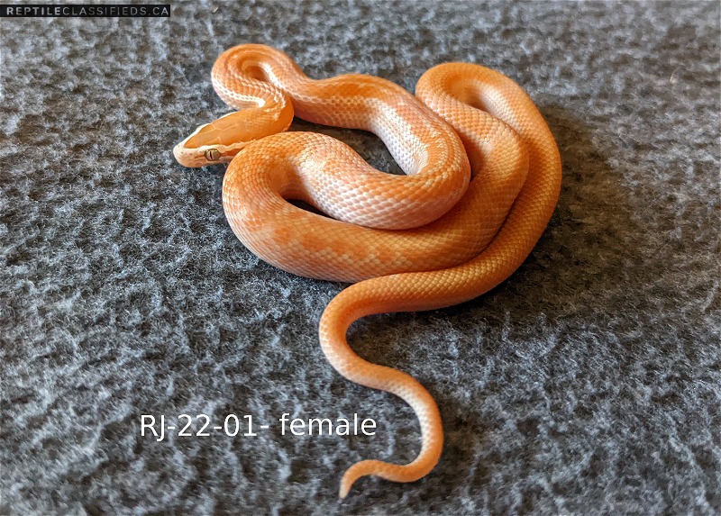 Baby albino african house snakes