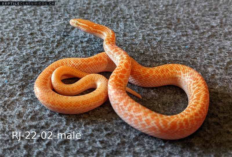 Baby albino african house snakes
