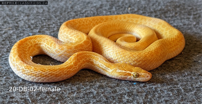 Yearling Albino African House Snakes - Reptile Classifieds Canada