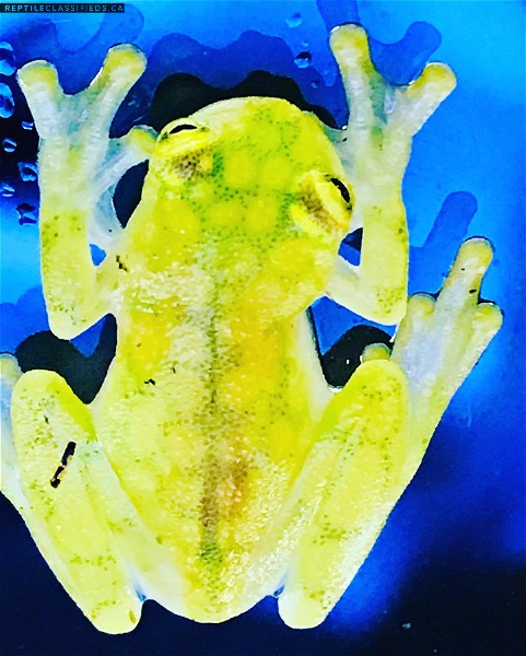  Glass Frogs Hyalinobatrachium valerioi (Canadian Captive Bred) $200/each 