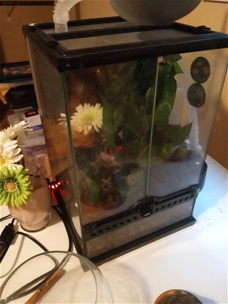 Crested Gecko + Tank, Heating pad w/ Thermostat, Auto Fogger w/ Timer