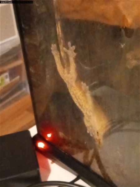 Crested Gecko + Tank, Heating pad w/ Thermostat, Auto Fogger w/ Timer