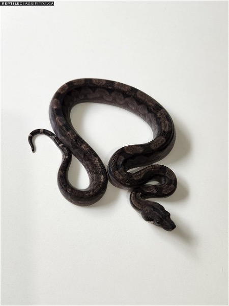 Nicaraguan Boa  BEA Motley ( double visual ) - Reptile Classifieds Canada