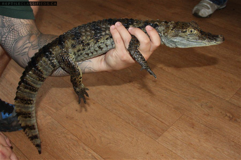 Spectacled Caiman - Reptile Classifieds Canada