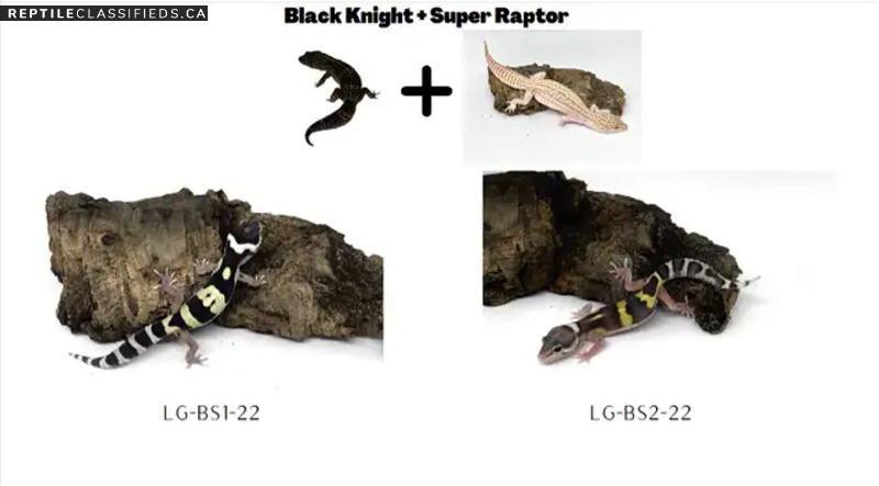Designer leopard geckos, black knight (50%): Gene powerhouse - Reptile Classifieds Canada
