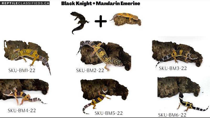 Designer leopard geckos, black knight (50%): Gene powerhouse