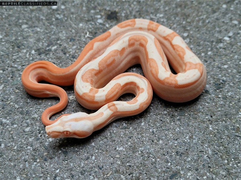 2022 Male Sunglow Motley 