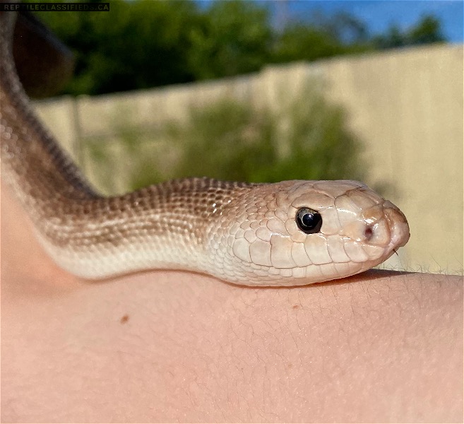 Hypo Southern Pine Snake