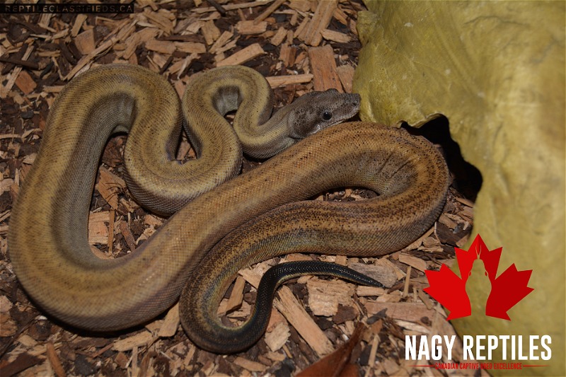 Motley Sterling Boa - Reptile Classifieds Canada