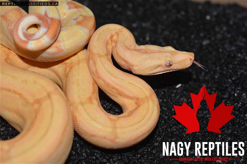 Kahl Albino Arabesque - Reptile Classifieds Canada