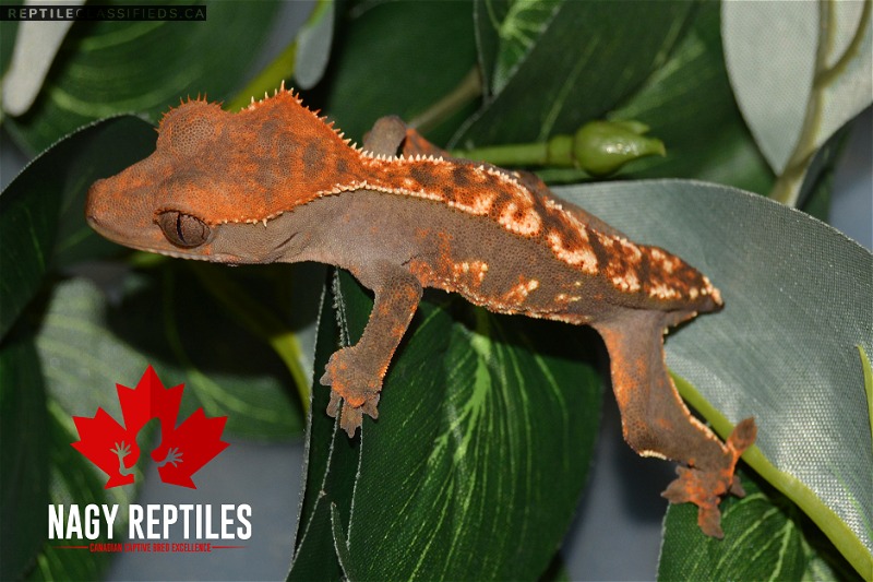 Harlequin Crested Geckos - Reptile Classifieds Canada