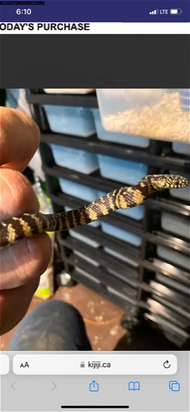 Hatchling Florida Kingsnakes 1:1 - Reptile Classifieds Canada