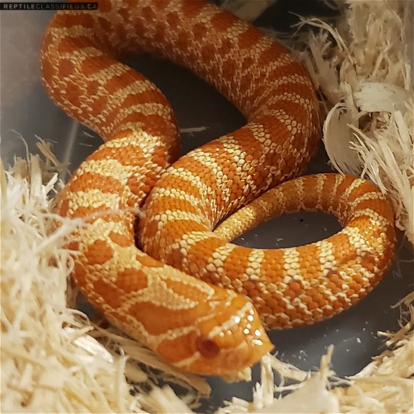 Red Albino western hogs ( limited avail) - Reptile Classifieds Canada