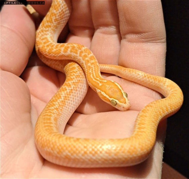 T+ ALBINO AFRICAN HOUSESNAKES - Reptile Classifieds Canada