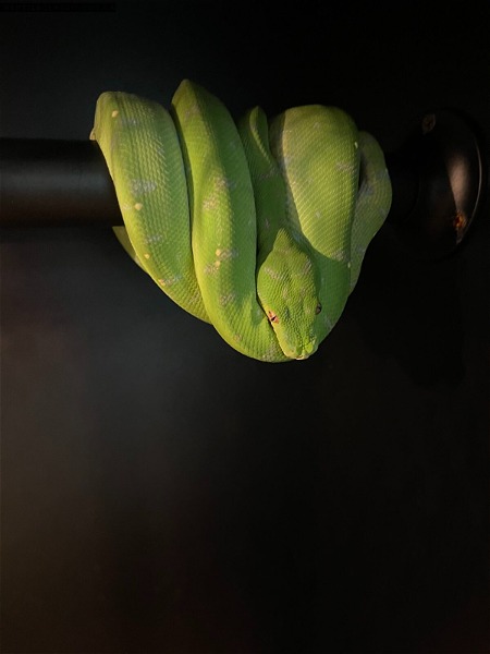 Green Tree Python Pair - Reptile Classifieds Canada