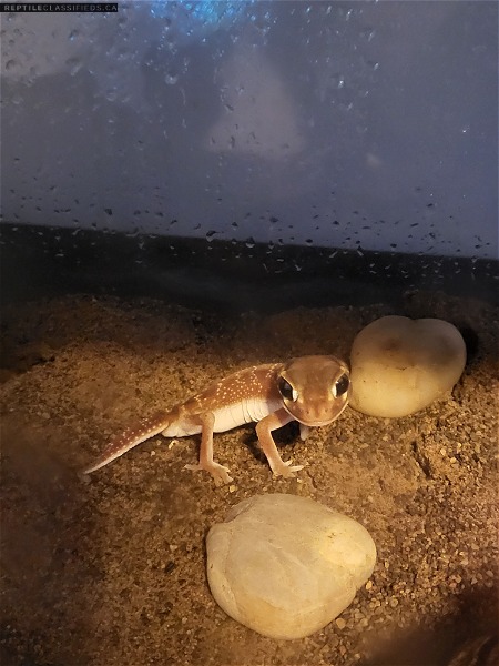 Levis levis knobtail gecko 