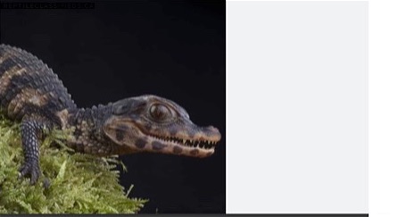 Caiman wanted - Reptile Classifieds Canada