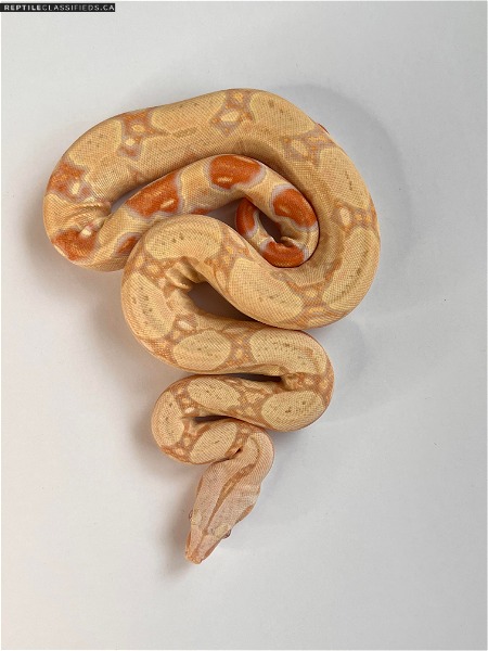 Boa Morphs Available (IMG, Albino, Anery & More!)