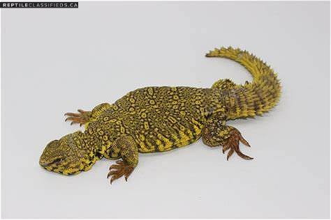 Uromastyx Geyri - Reptile Classifieds Canada