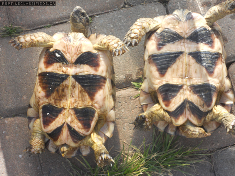 1.1 sexed 6 year old Marginated tortoises