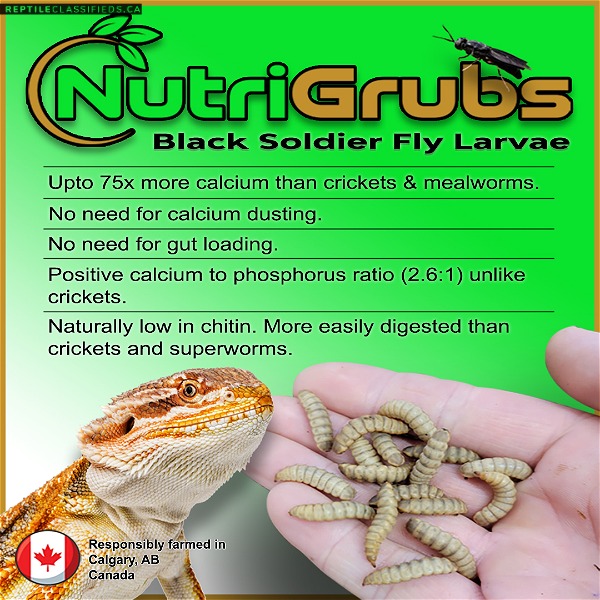 Black Soldier Fly Larvae - Reptile Classifieds Canada