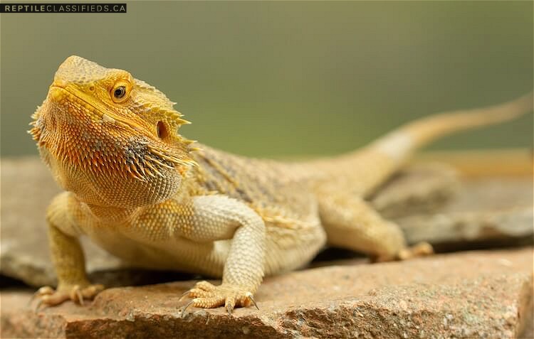 Yellow Fancy Bearded Dragon (Male) - Reptile Classifieds Canada
