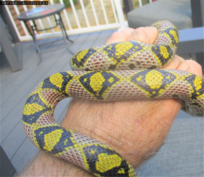 Campo line Mandarin Rat Snake - Reptile Classifieds Canada