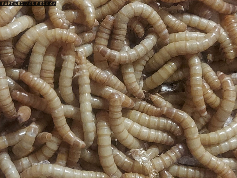 Live Mealworms Belleville, Ontario - Reptile Classifieds Canada