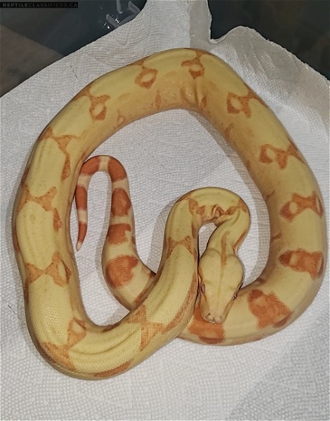 2021 Male Sunglow het Anery (Moonglow) BCI 25% BCC Boa - Reptile Classifieds Canada