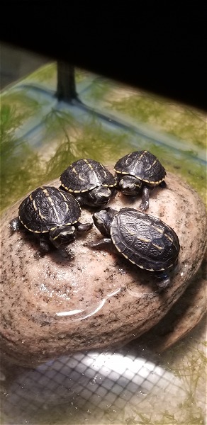 Three-Striped Mud Turtle