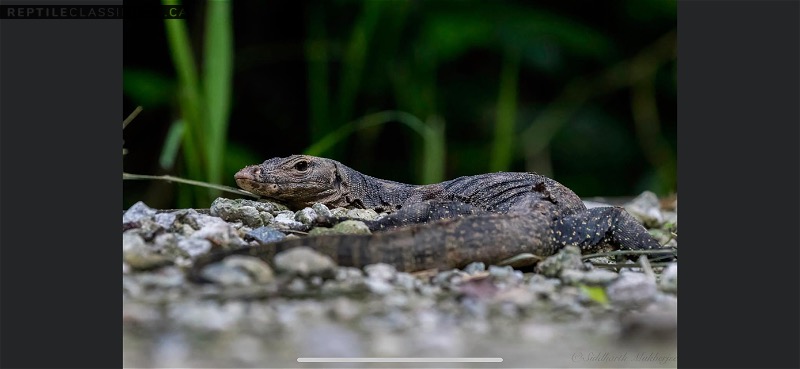 Wanted water monitor - Reptile Classifieds Canada
