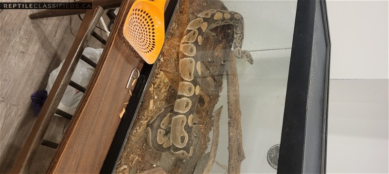 3 foot ball python  - Reptile Classifieds Canada