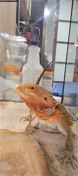 Gorgeous orange bearded dragon female - Reptile Classifieds Canada
