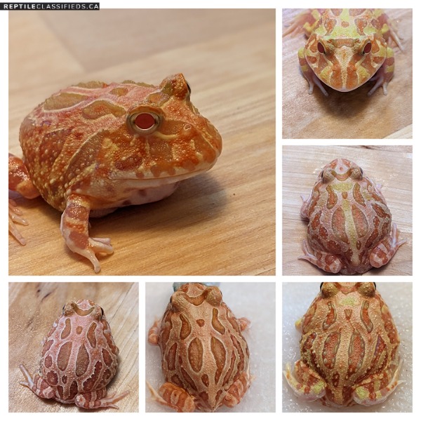 Canadian Produced Pacman Frogs! - Reptile Classifieds Canada
